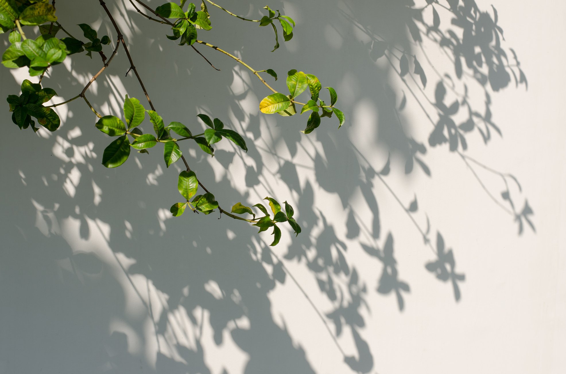 Leaves shadow on the wall.